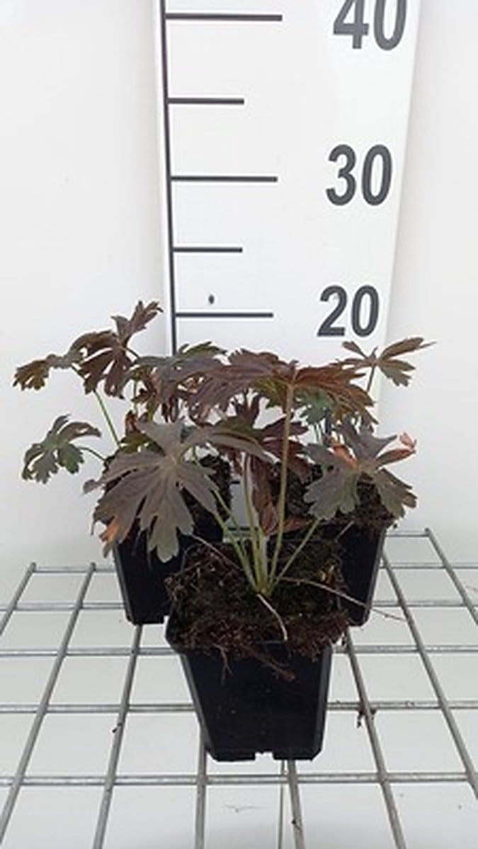6x Ooievaarsbek - Geranium macul. 'Espresso' | 9x9 cm pot