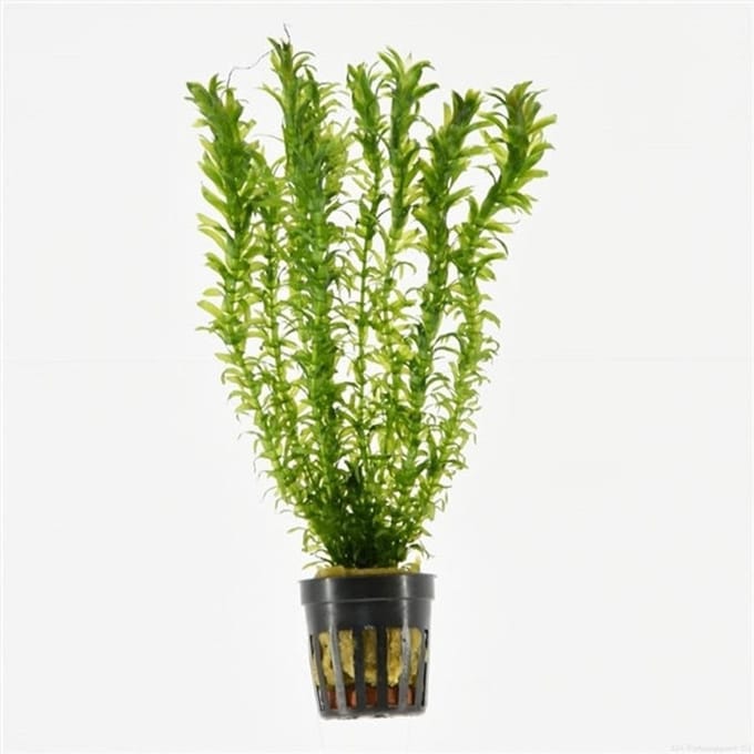 Moerings Elodea Densa | Waterpest | in 5 cm pot
