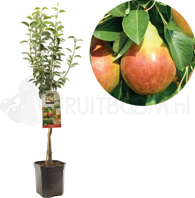 Perenboom - Pyrus communis Williams - handpeer - laagstam 150cm