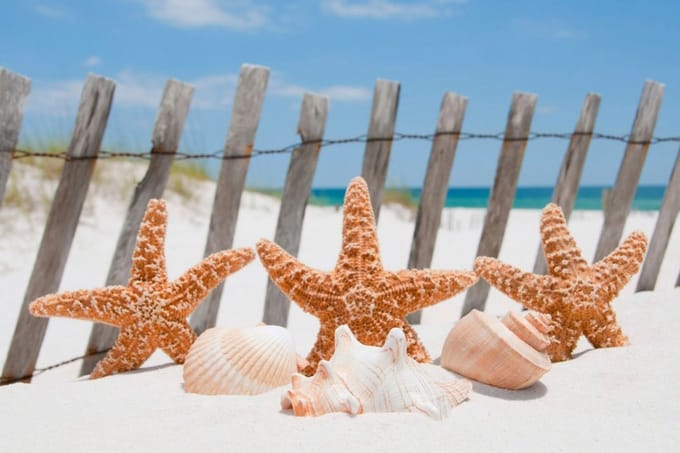Fotobehang - Starfish 375x250cm - Vliesbehang