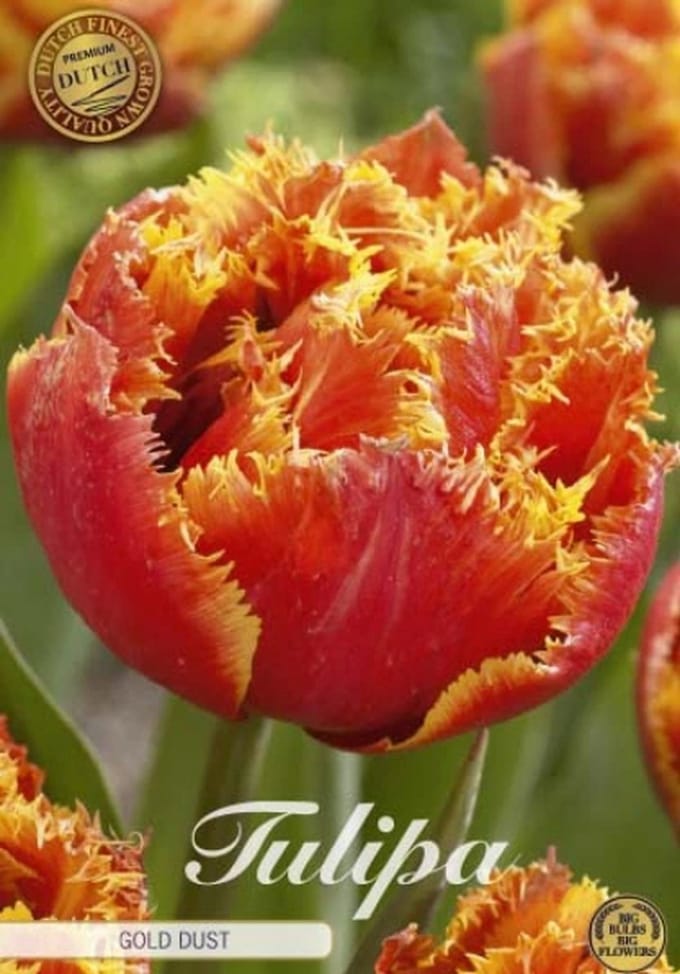 Dutch Finest Quality bloembollen Tulpen 10 stuks Tulp Fringed Double Gold Dust x7 12/+s