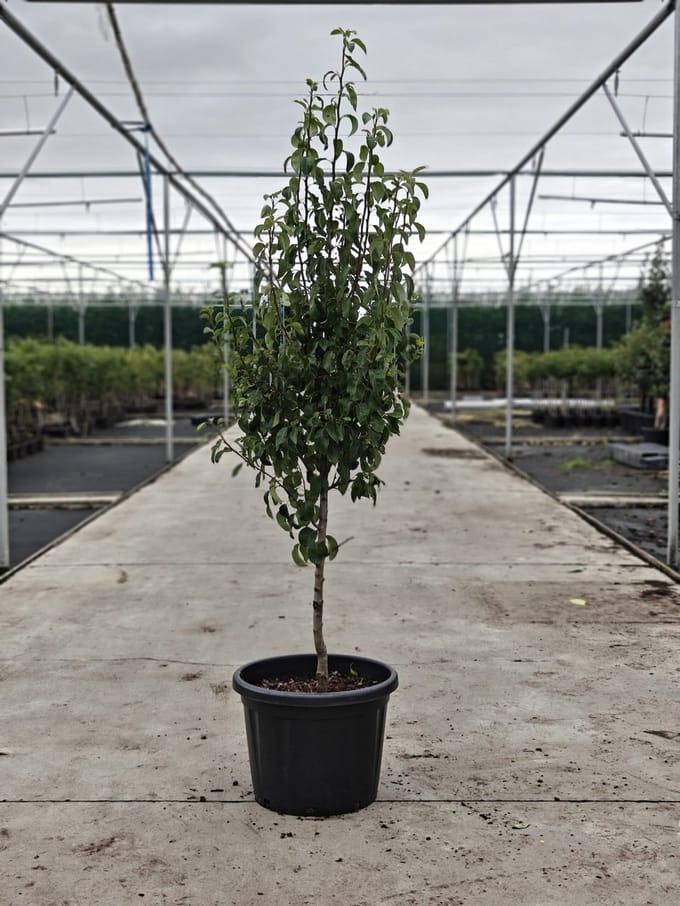 Pyrus communis - Oude Perenboom 'Conference' - Onderstam kirchensaller - 45L pot - ca. 2m