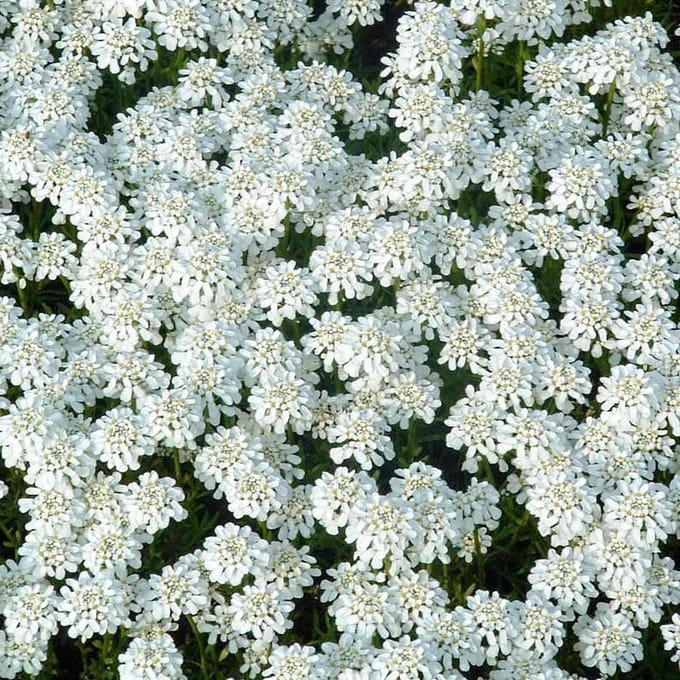 6 x Iberis Sempervirens 'Weisser Zwerg' - Scheefkelk pot 9x9cm, witbloeiend en bodembedekkend
