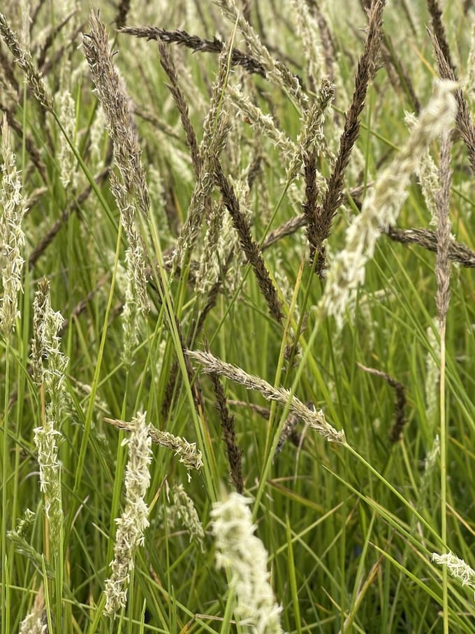 6x Blauwgras - Sesleria autumnalis | 9x9 cm pot