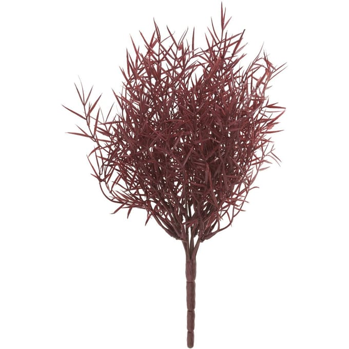 Sierasperge bos "Sprengeri"