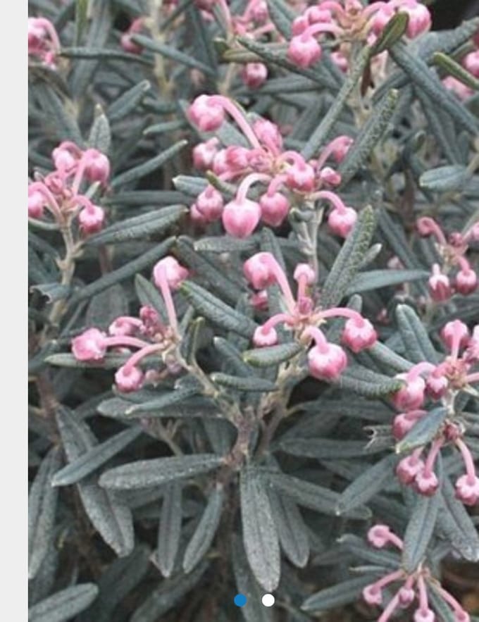 Andromeda polifolia 'Blue Ice' - ROTSHEIDE, LAVENDELHEIDE in 15 - 20 cm pot