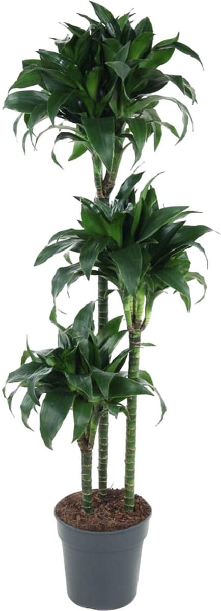 Dracaena Tatuade - 140 cm - ø24