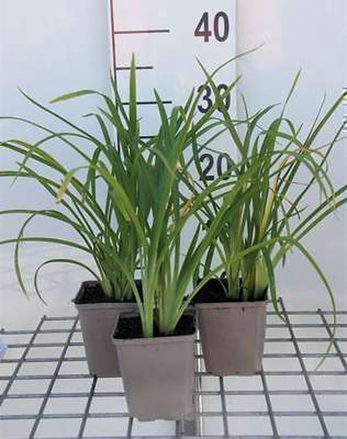 6x Daglelie - Hemerocallis hybr. 'Crimson Pirate' | 9x9 cm pot