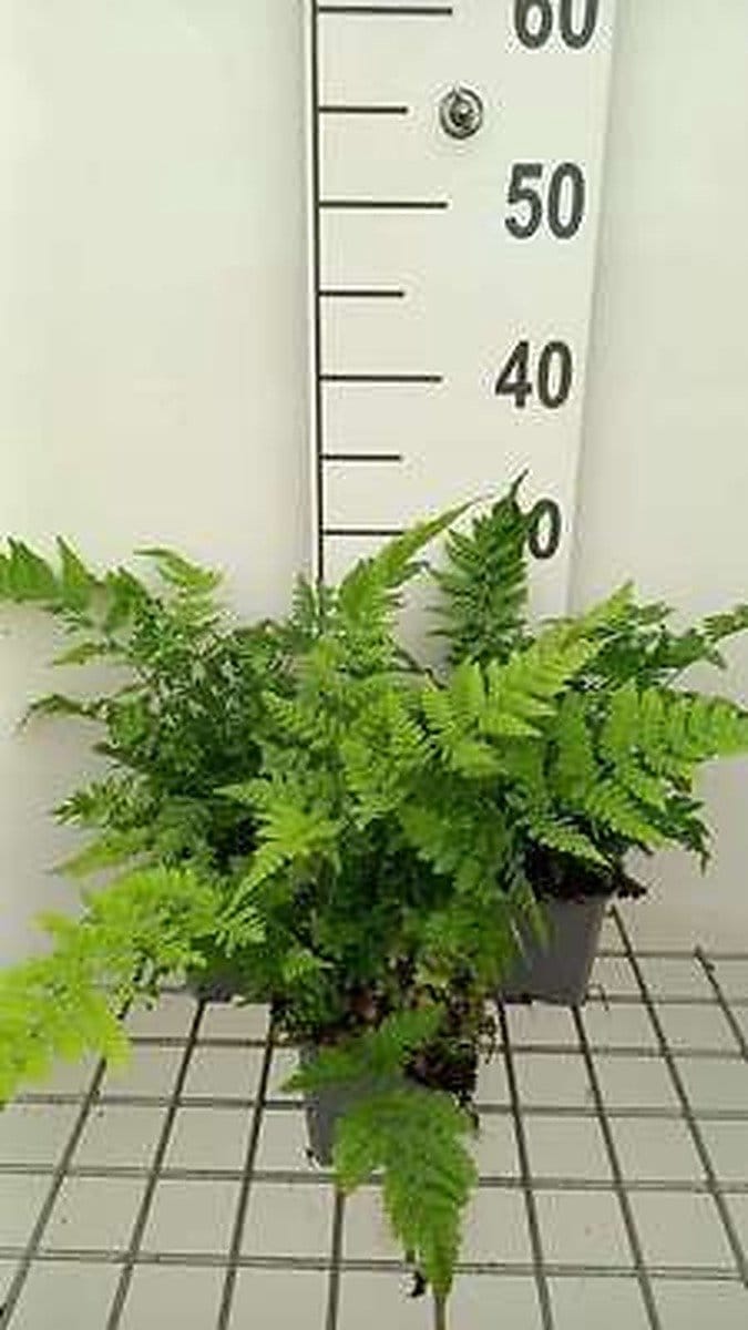 6x Brede Stekelvaren - Dryopteris dilatata ( austriaca) | 9x9 cm pot