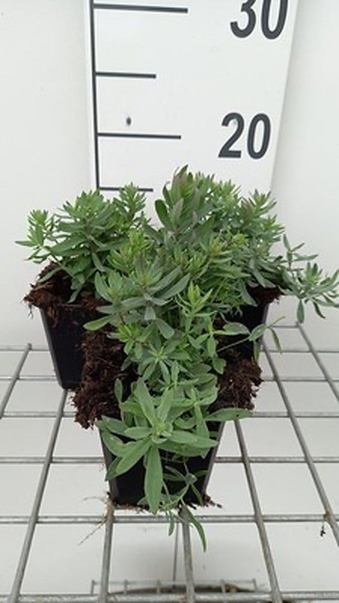 6x Linaria - Linaria purp. 'Canon J. Went' | 9x9 cm pot
