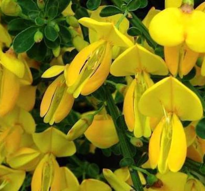 Cytisus (s) 'Golden Sunlight' - Brem 40- 60 cm in pot