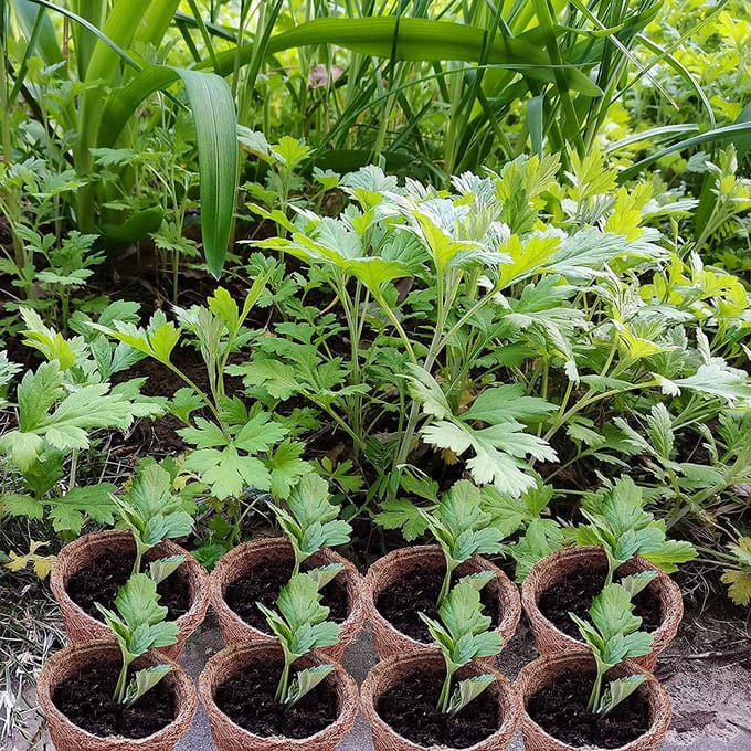 30 STUKS Kokosnoot Zaad Startpotjes Zaadkieming Biologisch Afbreekbare Kweekpotjes voor Tuingereedschap Thuis brown