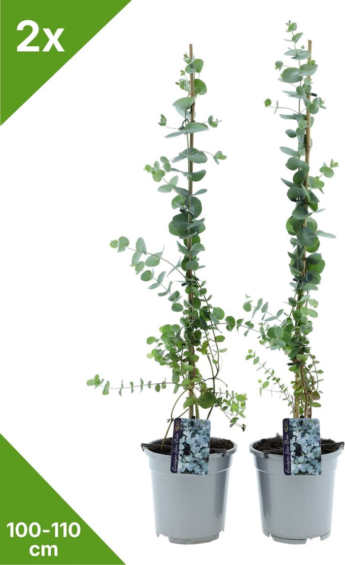 GARDENZO - 2x Eucalyptus 'Silver Dollar' XXL - in 2 ltr pot- 115-120 cm