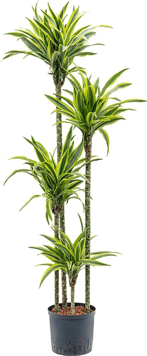Hydroplant Dracaena Fragrans Lemon Lime