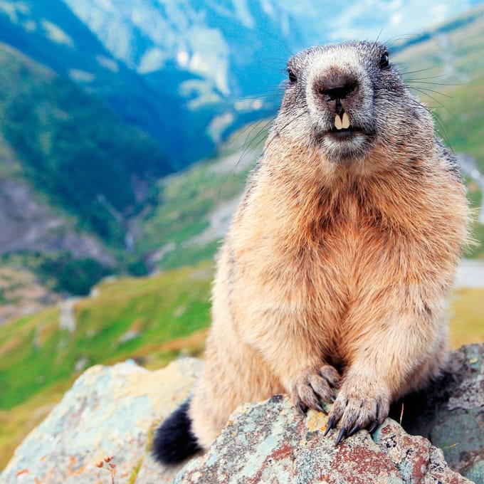 Haro Marmottencrème bij reumatische klachten 100 Crème