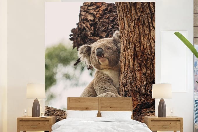 Behang - Fotobehang Koala - Grijs - Boom - Breedte 210 cm x hoogte 260 cm