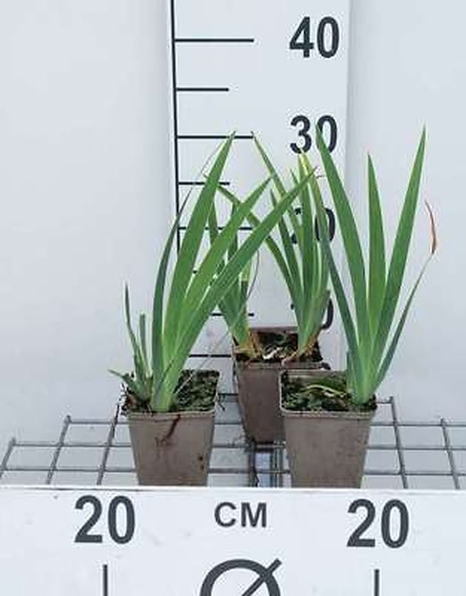 6x Dwergbaardiris - Iris (pum.) 'Brassie' | 9x9 cm pot