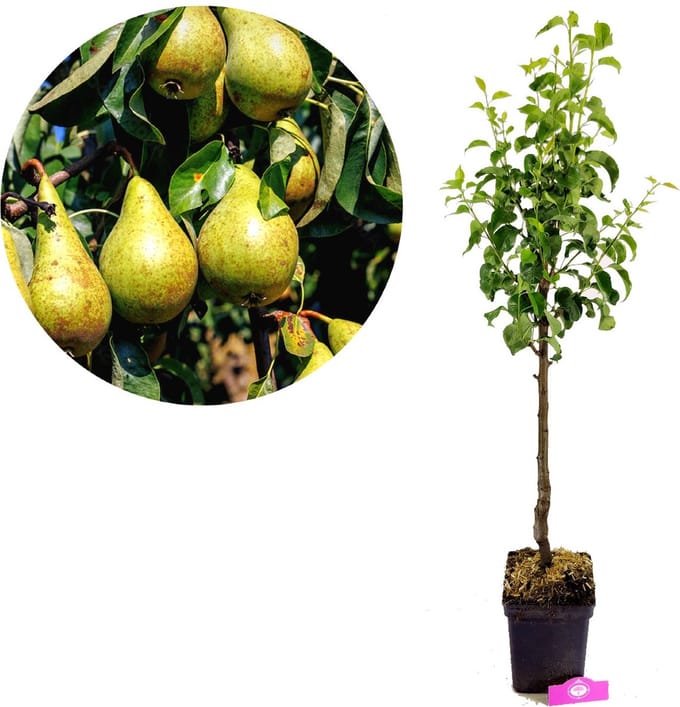 Pyrus communis 'Concorde', Perenboom, 5 liter pot