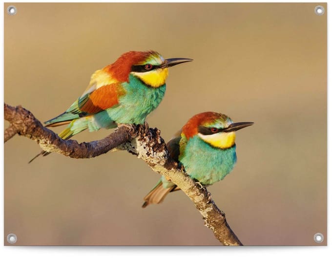 Tuinposter De Bijeneter - 60 x 80 - Canvas - REINDERS