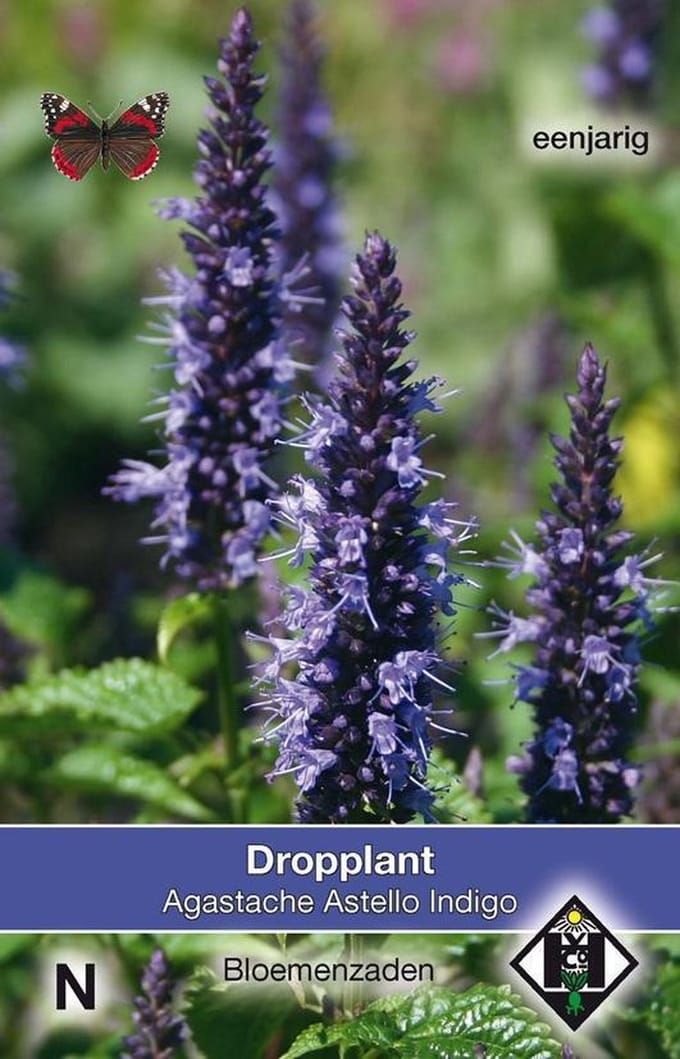 Van Hemert & Co - Dropplant Astello Indigo (Agastache)