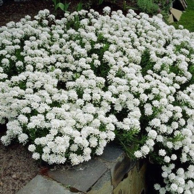 25 x Scheefkelk of Scheefbloem Wit - Bodembedekker Wintergroen - Iberis sempervirens in 9x9cm pot met hoogte 5-10cm