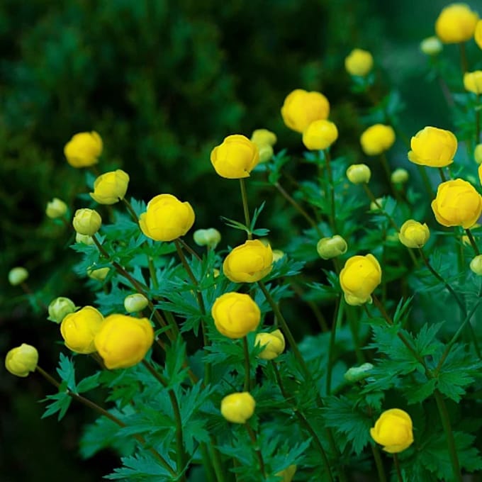 Trollius europaeus 'Lemon Supreme' - Kogelboterbloem - Wortelgoed - 4 stuks