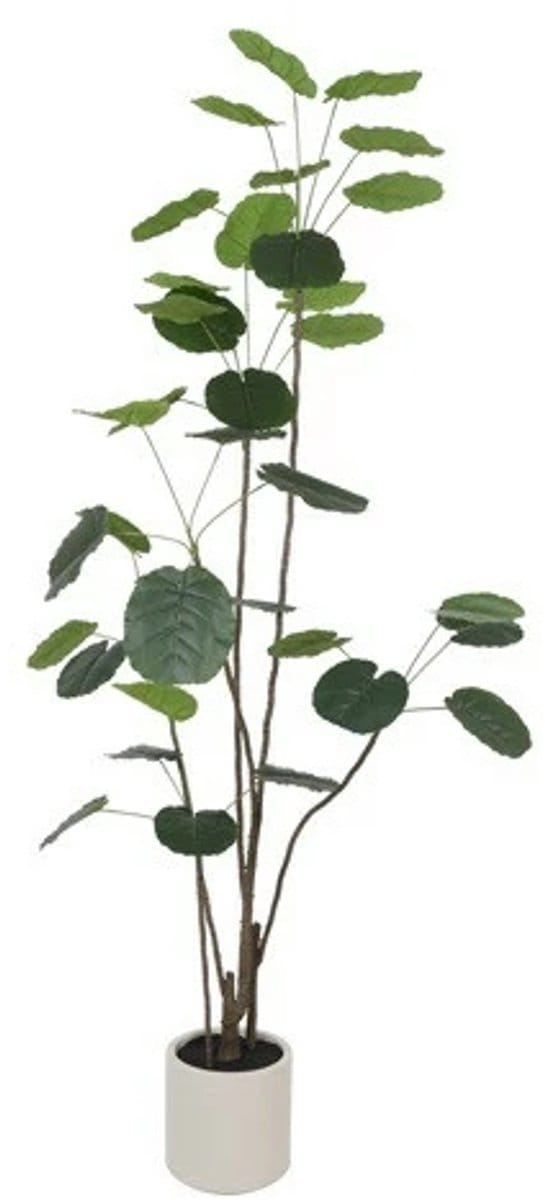 Polyscias 30x30x230cm grn