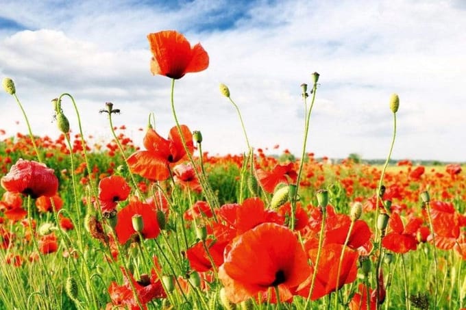 Fotobehang - Red Poppies 375x250cm - Vliesbehang