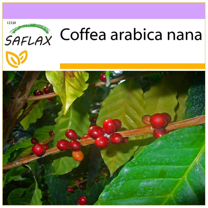 SAFLAX - Café nain - 8 graines - Coffea arabica nana