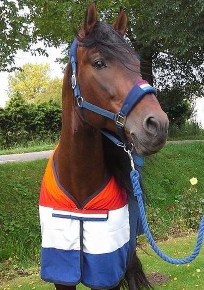 HB Holland Zweetdeken mt 185