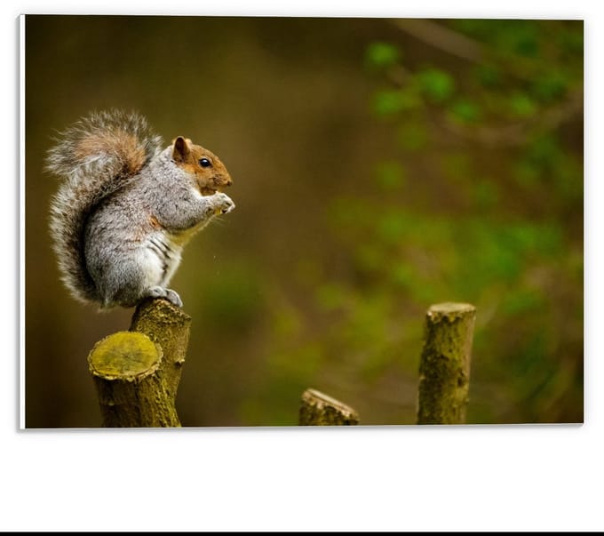 Forex - Eekhoorn op Tak van Boom - 40x30cm Foto op Forex