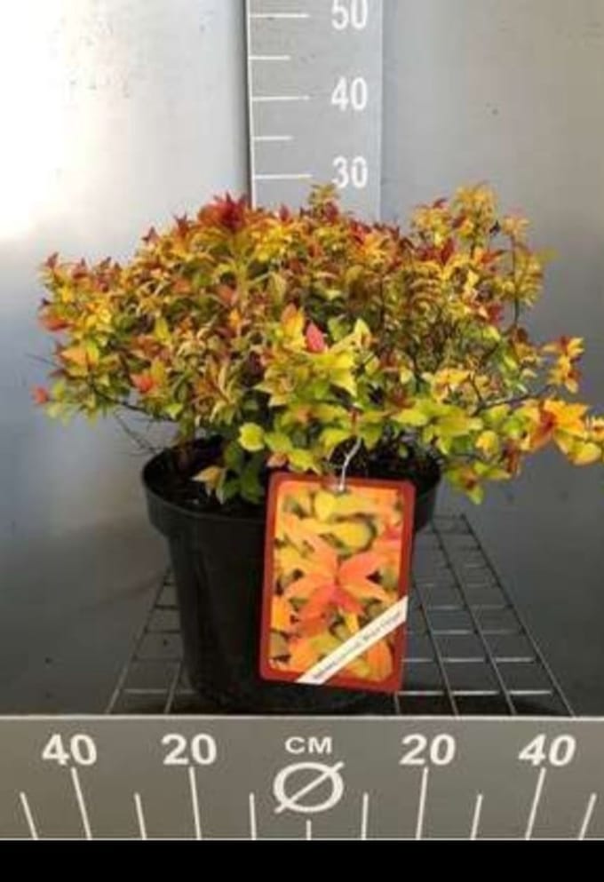 2 x Spiraea jap. 'Magic Carpet'® ('walbuma') - Spierstruik , Japanse Spirea 25- 30 cm in pot
