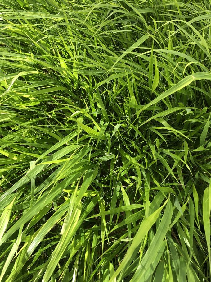 12 Stuks HAKONECHLOA MACRA - pot 9x9cm