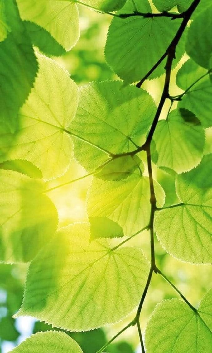 Fotobehang - Green Leaves 150x250cm - Vliesbehang