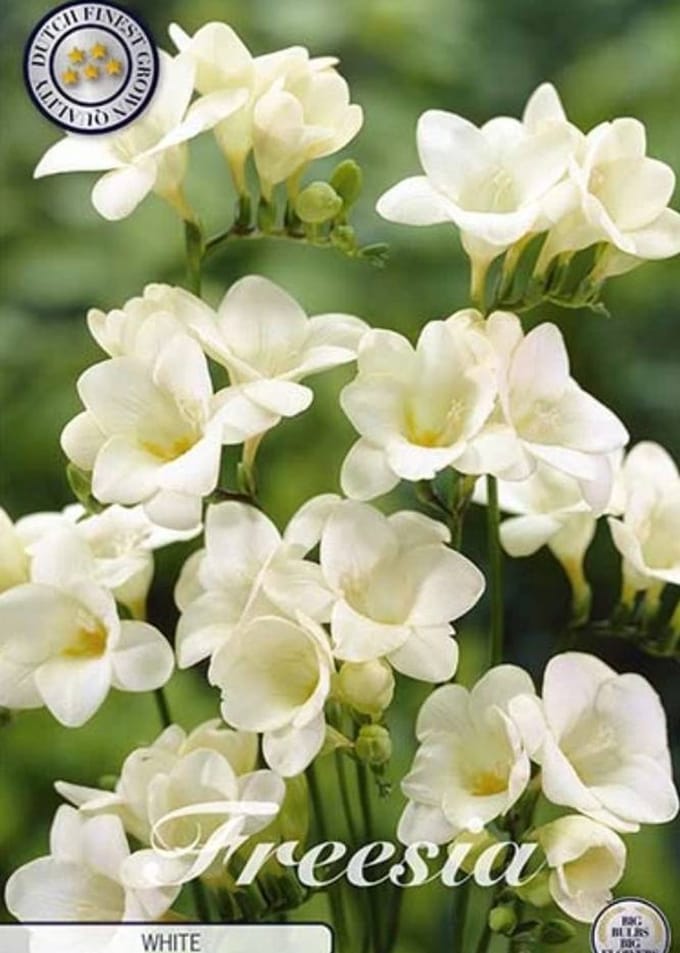 Dutch Finest Quality bloembollen Freesia single White x 15 5/+s