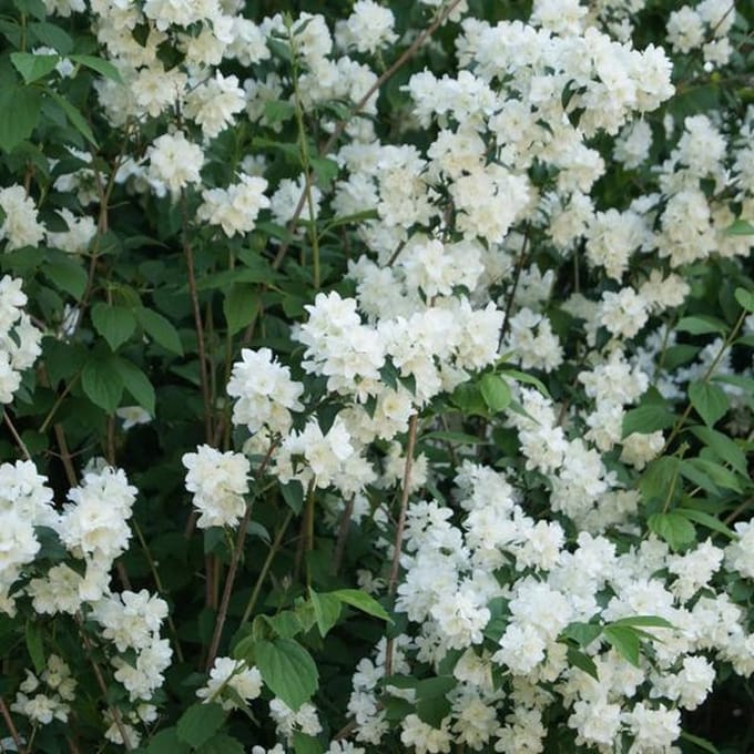 Philadelphus 'Virginal' - Boerenjasmijn 50-60 cm in pot
