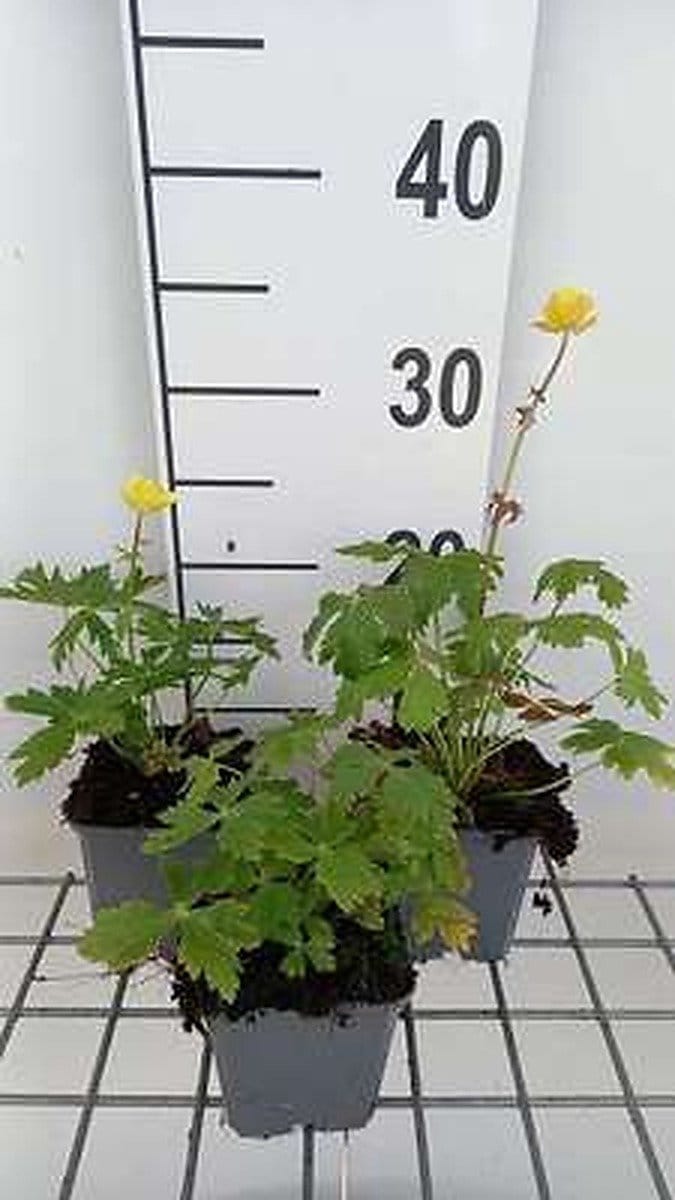 6x Kogelbloem - Trollius europaeus | 9x9 cm pot