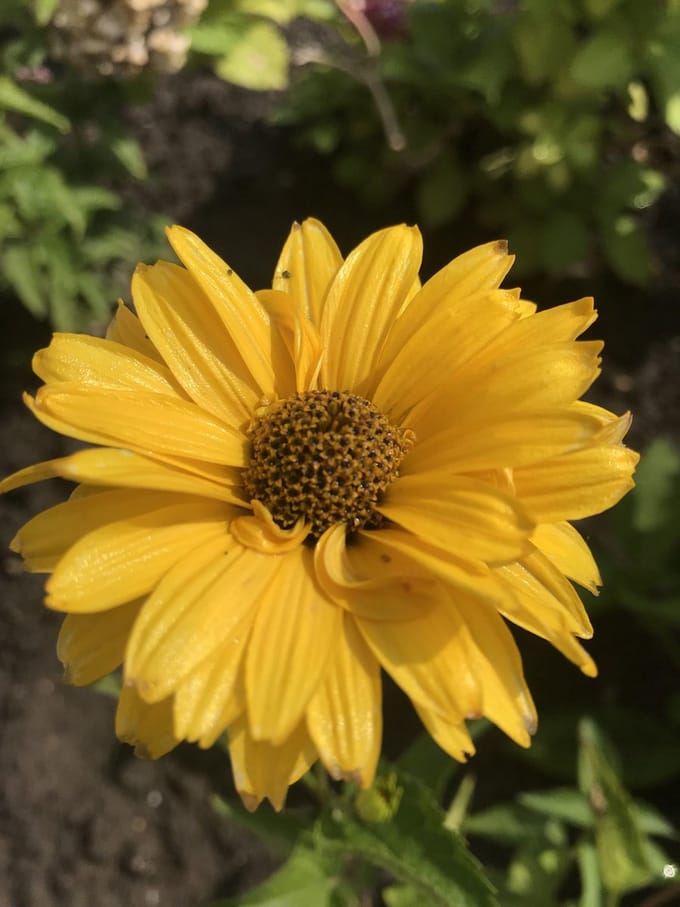 6 x Heliopsis helianthoides 'Summer Sun' - Zonneoog - P9 Pot (9 x 9cm)