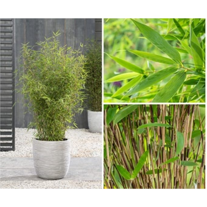 Fargesia bamboe planten: 1 / L
