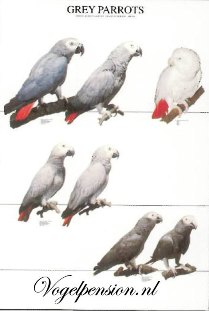 Vogelposter Grijze Roodstaart gelamineerd - Vogelposters - Benodigdheden