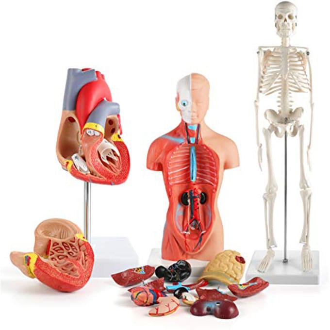 Menselijk Lichaam Model Kit 26CM Afneembare Torso 45CM Skelet Model Hart Anatomische Kit voor Medisch Onderwijs red