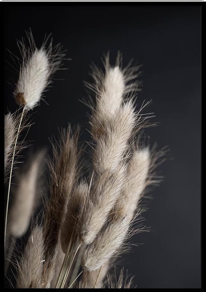 Poster Droogbloem - 30x40 cm - Poster Droogbloemen - WALLLL