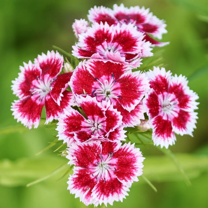 Chinese anjermix bloemzaden voor de tuin, grote opbrengst