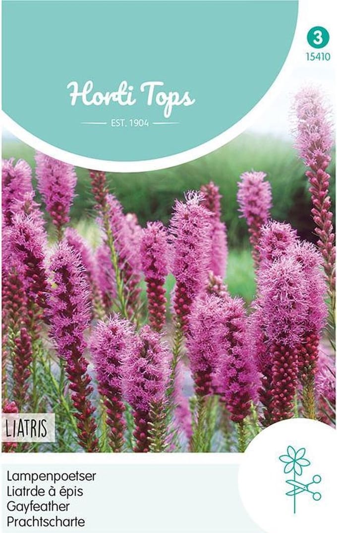 Liatris Bloemzaad - Spicata
