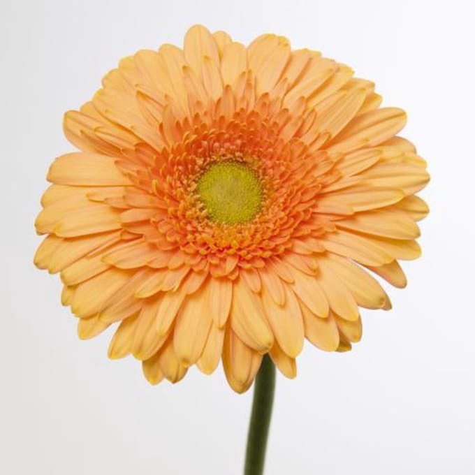 45x Gerbera pre-extase 70cm