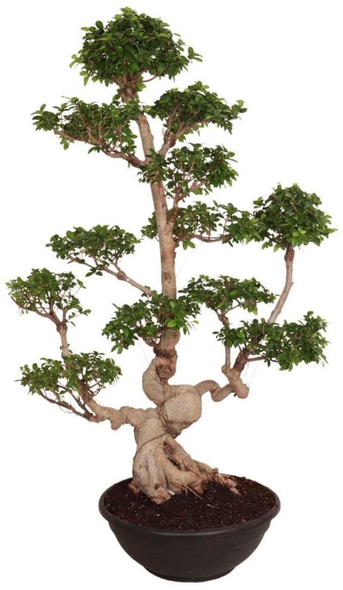 Ficus Microcarpa Multi Branched 170 cm – Kamerplant – Vers Van De Kweker – Potmaat Ø60 cm