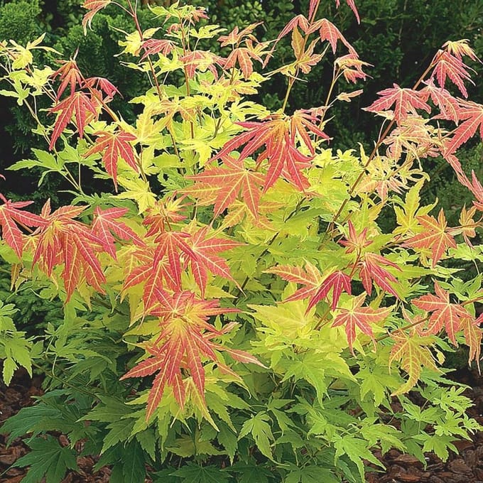 Acer Palmatum 'Orange Dream' - Japanse esdoorn 50-60 cm pot