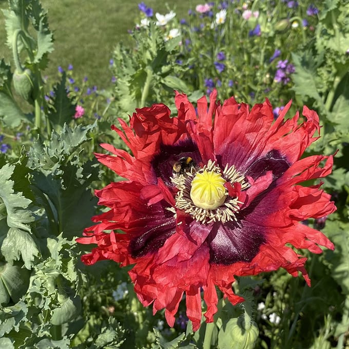 Nostalgie - Veldbloemen Zaden Wilde Bloemen - 50 gram - 32 vierkante meter - Meerjarig