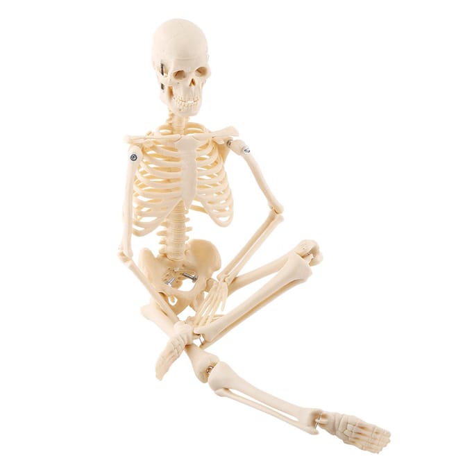 1 stuks Menselijk Skelet Anatomisch Model Medisch Anatomisch Onderwijsmiddel Met Basis white