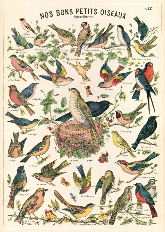 Cavallini & Co - Vintage poster/schoolplaat - Vogels (B)
